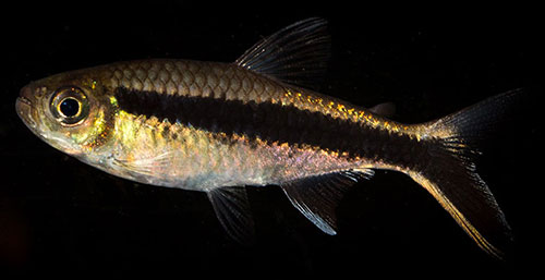 Thayeria boehlkei 500 MG 8036