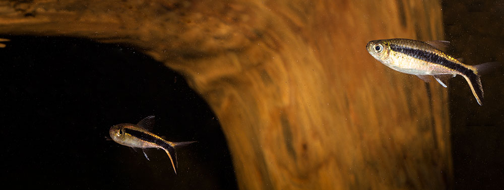 Thayeria boehlkei MG 0822