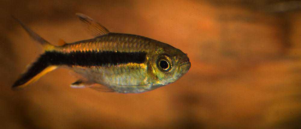 Thayeria boehlkei MG 1831