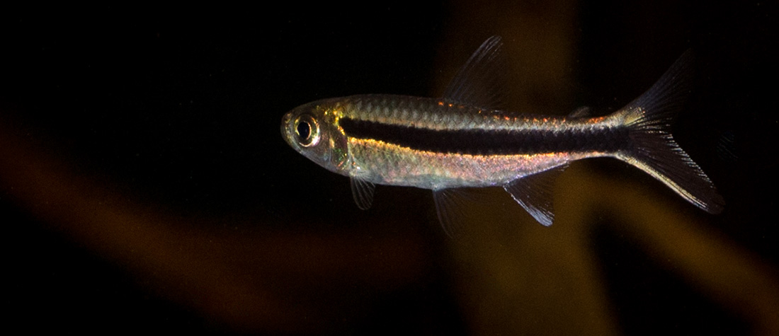 Thayeria boehlkei MG 6306