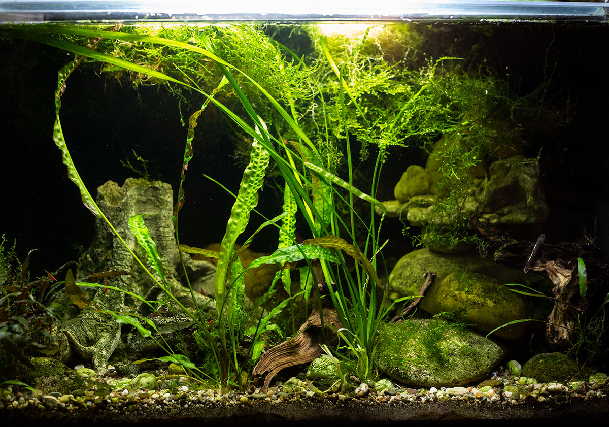 SmaugsEinoede links vorPflanzen IMG 7436