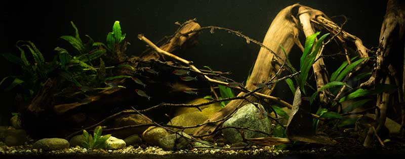 Papillon - Südamerika