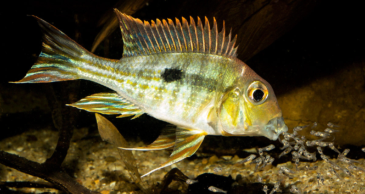 Geophagus MG 2392